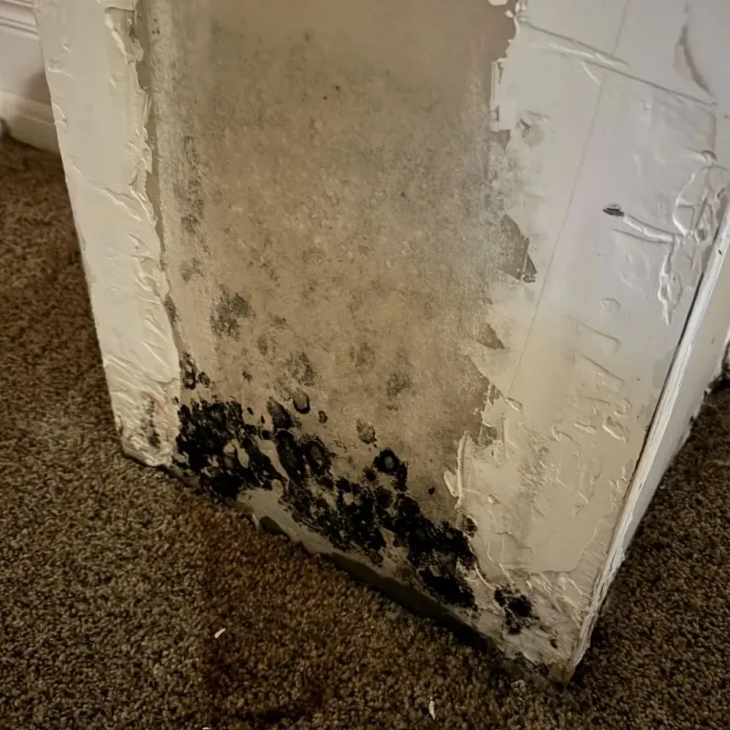 Professional Mold Removal in Walnut, IL